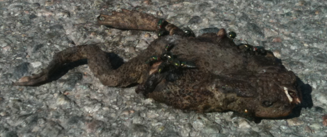 deadfrog2 Herr Padda hör inte längre den susande säven.