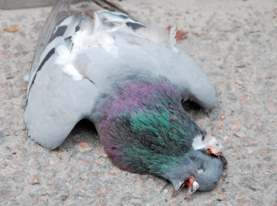 deadpidgeon Låt mig presentera Sven för er. Ett dåligt huvud hade han, men hjärtat det var gott.