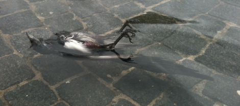 deadskata Den tjuvaktiga skatan skall aldrig mer stjäla.