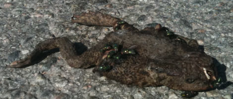 deadgroda Hörru, hörru. Det här är inte grodan Boll. Det är Herr Padda.