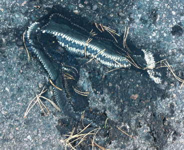 orm Jag tänker mig att den blev biten av en annan orm. Som var snabbare.