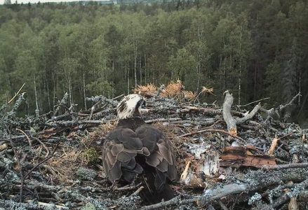 Den ruvar på tre ägg, men vänder här ryggen mot oss.