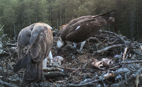 – VAD HAR DU GJORT? DEN DÄR ÄR JU TRASIG!