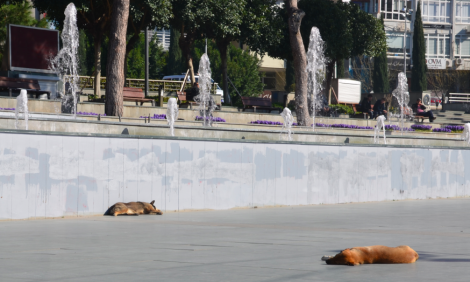 Det ser lite läskigt ut, men det är bara herrelösa hundar som sover down town Antalya.